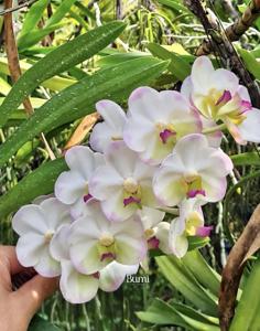 Aeridovanda Le Petit Blanc