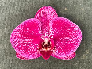 <i>Phalaenopsis</i> PS Redspot Amanda