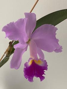 <i>Cattleya</i> Ryan Moraski