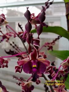 Dendrobium Inal Yunus
