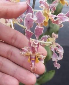 <i>Dendrobium</i> Philip Recardo