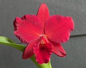 Rhyncholaeliocattleya Exotic Regal Ruby