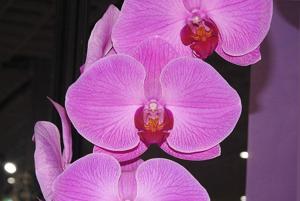Phalaenopsis Rih Sin Fu Yeh