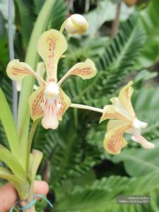 <i>Vanda</i> Emily Rice
