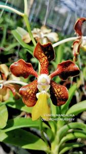 Vanda Mandalika