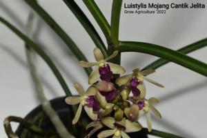 <i>Luistylis</i> Mojang Cantik Jelita