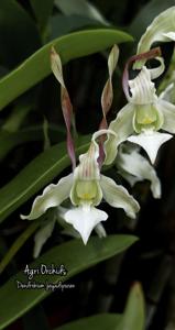 <i>Dendrobium</i> Jayadipuran
