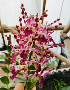 <i>Dendrobium</i> Love Story