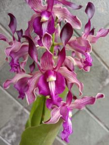 Dendrobium November Rain