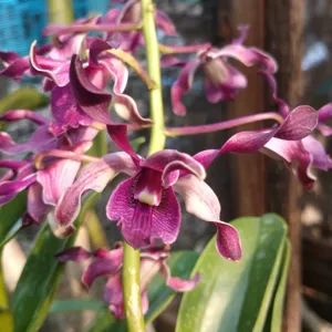 Dendrobium November Rain