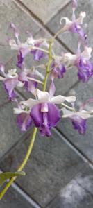 Dendrobium November Rain