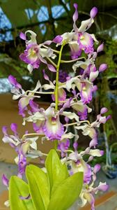 Dendrobium November Rain