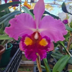 Rhyncholaeliocattleya Maryam