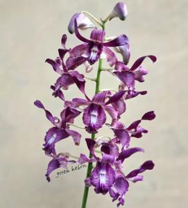 Dendrobium Kromodi Redjo