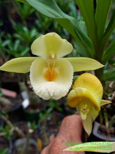 Catasetum Moffitt's Baby