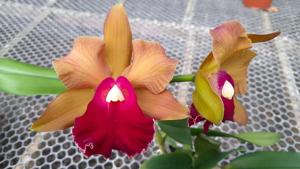 Rhyncholaeliocattleya Joseph Azofeifa