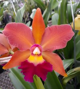 <i>Rhyncholaeliocattleya</i> Joseph Azofeifa