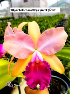 Rhyncholaeliocattleya Sweet Heart