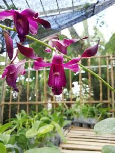 Dendrobium Yesika Toni