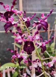 Dendrobium Yesika Toni
