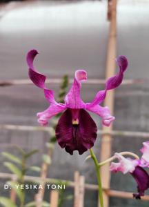 Dendrobium Yesika Toni
