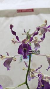 Dendrobium Yesika Toni