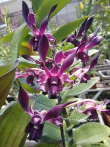 Dendrobium Kraken