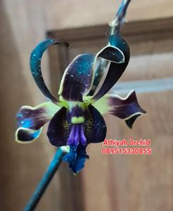 Dendrobium Kraken