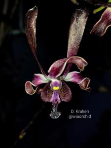 Dendrobium Kraken