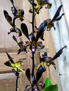 Dendrobium Kraken
