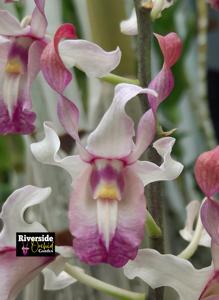 <i>Dendrobium</i> Toba Beauty