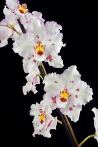 Oncidium Norbert Dank