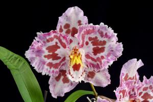 Oncidium Nina Sang