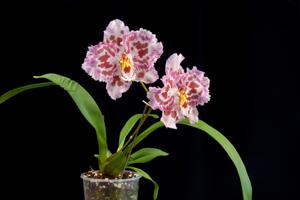 Oncidium Nina Sang