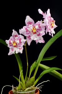 Oncidium Nina Sang