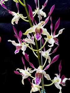 <i>Dendrobium</i> Speewah Girl