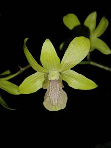 <i>Dendrobium</i> Gucialit Green Tea