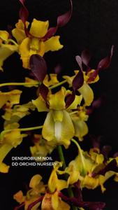 <i>Dendrobium</i> Noil