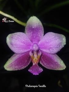 <i>Phalaenopsis</i> Ionalila