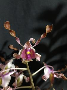 Dendrobium Lembayung Senja