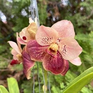 <i>Vanda</i> Coronation Celebration
