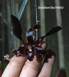 Dendrobium Black Mottled