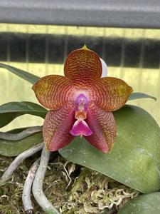 Phalaenopsis Tejas Mosaic