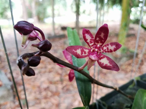<i>Arachnostylis</i> Wongsa