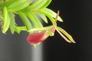 Brassoepidendrum Pretty AIMAAY