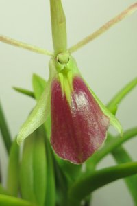 Brassoepidendrum Pretty AIMAAY