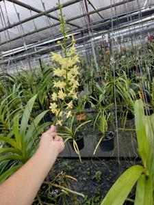 Aeridovanda Memoria Noel Dungca