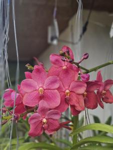 Renantanda Dr Hilton Gomes