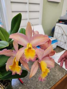 Rhyncattleanthe Glen Gary