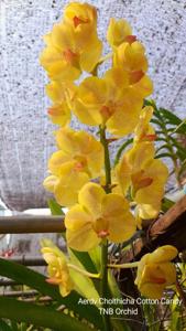 <i>Aeridovanda</i> Cholthicha Cotton Candy